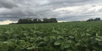 Destacan la importancia que tiene la rotación de cultivos