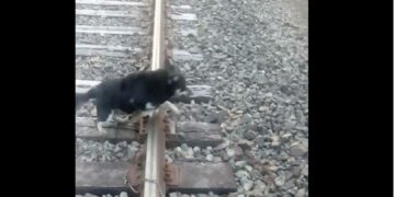 Detuvo el tren antes de pisar a un perro encadenado a la vía