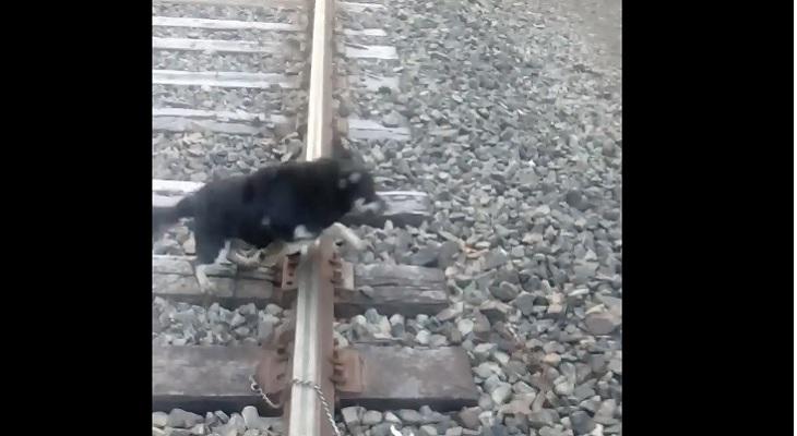 Detuvo el tren antes de pisar a un perro encadenado a la vía Detuvo el tren antes de pisar a un perro encadenado a la vía