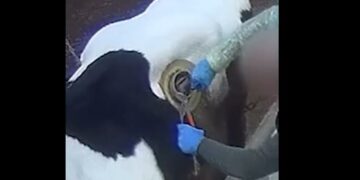 Maltrato animal: perforan el lomo de las vacas para obtener más leche