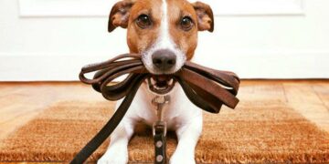 Los perros y gatos ayudan a combatir el estrés