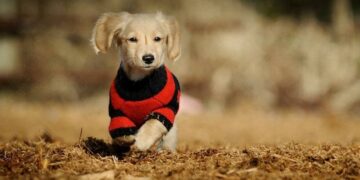 Cuidados para evitar que el frío enferme a las mascotas