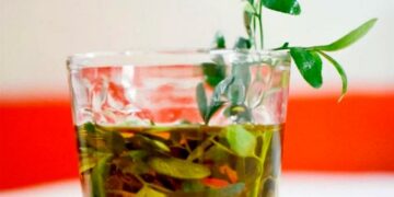 La caña con ruda, una tradición para atemperar el rigor del frío