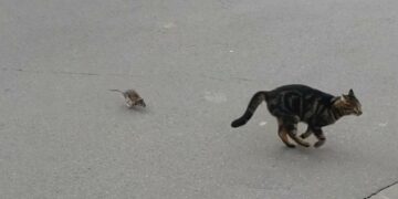 Como Tom y Jerry: un ratón corrió a un gato que buscaba comérselo