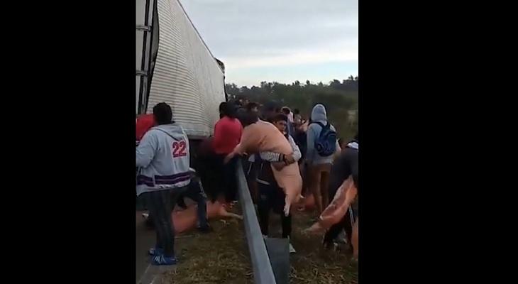 Se desfondó un camión con carne de cerdo y los vecinos se la llevaron