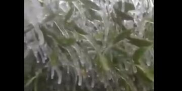 Impresionante helada congeló las plantas en Misiones