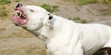 Imputan al dueño del dogo que atacó a una familia