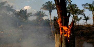 Alerta mundial por la multiplicación de incendios en el Amazonas