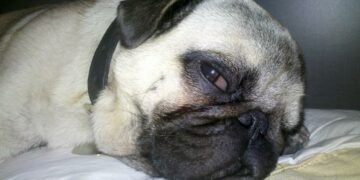 Debate: ¿el colecho con tu mascota es malo?