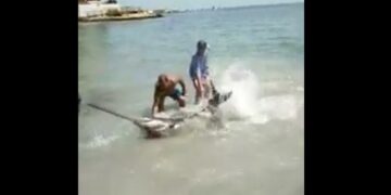 Un pez espada de más de un metro apareció en la playa