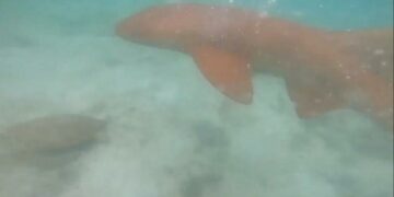 Se escapó de un tiburón tras pegarle con su cámara