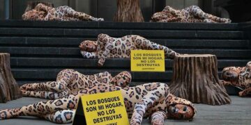 Greenpeace acusó al Banco Hipotecario por desmontes