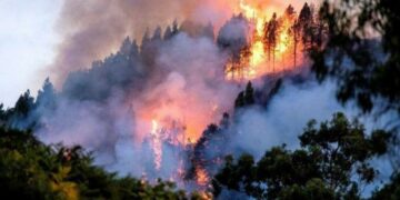 La deforestación del Amazonas responde a “redes criminales”