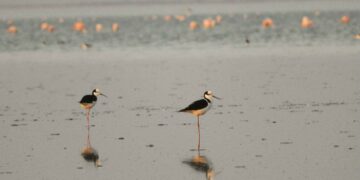Relevaron las zonas del futuro Parque Nacional Ansenuza