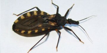 Pocos recursos para atender al Chagas