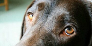 Ojos tiernos: revelan por qué los perros usan ese gesto