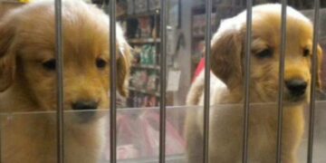 El Concejo prohibió la exposición de animales en vidrieras