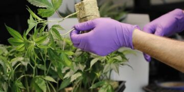 Los 5 puntos que proponen las organizaciones para regular el cannabis
