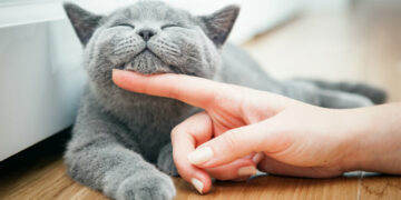 Los gatos muestran un gran apego con sus dueños
