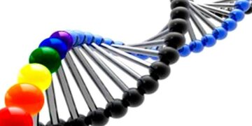 La homosexualidad no está determinada solo por un gen