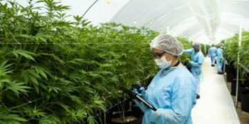 Cannabis legal en debate