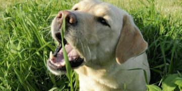 Descubrieron el motivo de por qué los perros y gatos comen pasto