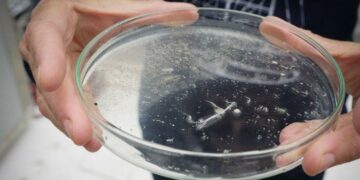 El velero Tara descubre el viaje de los microplásticos