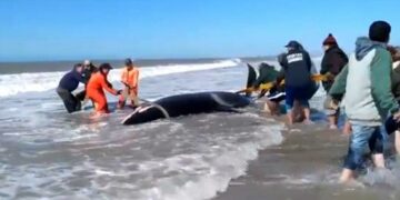 Así fue la desconcertante aparición y el rescate de orcas en Mar Chiquita