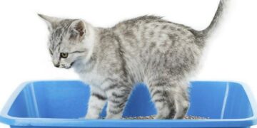 Consejos para el uso correcto del arenero de los gatos