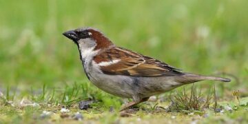 Aves en peligro: disminuyeron un 29% en Estados Unidos