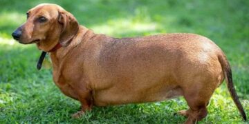 Comer la mitad no es adecuado para las mascotas con sobrepeso