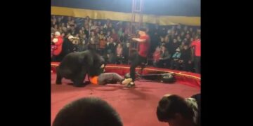 Un oso atacó a su domador en plena función de circo
