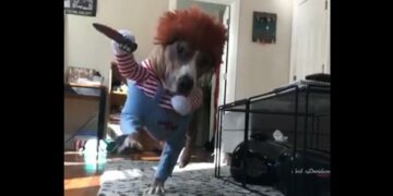 Disfrazó a su perro como Chucky y el video se hizo viral