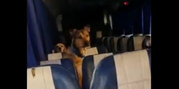 Un paseador de perros lleva a las mascotas en ómnibus