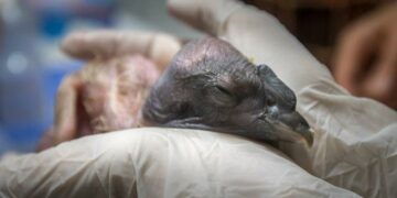 Nació el primer cóndor en cautiverio