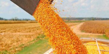 Aseguran que el cultivo de maíz sería inviable con un 20% de retenciones
