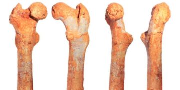El hallazgo del fémur de un primate explica la evolución