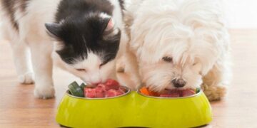 Alimentar la mascota con comida casera tiene sus ventajas