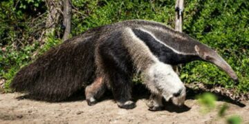 El 24% de los mamíferos del país está en peligro de extinción