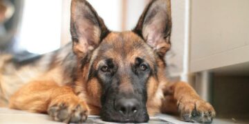 Se viene el verano y la gastroenteritis es un problema para los caninos