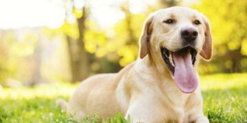 Científicos crearon un método para saber la edad de un perro en años humanos