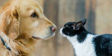 Vivir con mascotas, todo un desafío