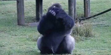 Un gorila pidió que no le den comida con lenguaje de señas