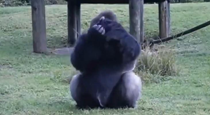 Un gorila pidió que no le den comida con lenguaje de señas