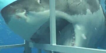 Un feroz tiburón blanco mordió la jaula protectora de un buzo