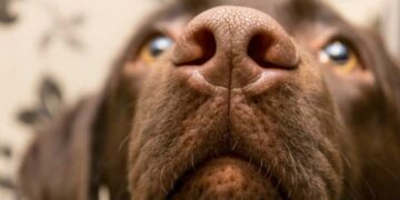 Hay una explicación de por qué los perros huelen la entrepierna