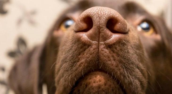 Hay una explicación de por qué los perros huelen la entrepierna