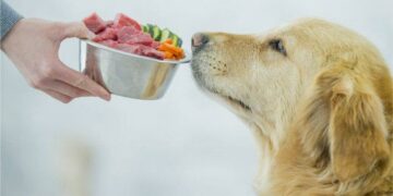 ¿Qué frutas y verduras son tóxicas para los perros?