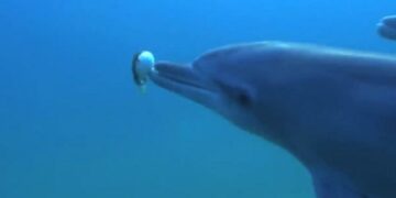 Captan a delfines «drogándose» con un pez globo