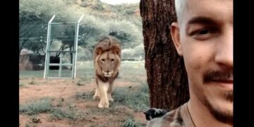 Filmó cómo un león se le acerca al acecho